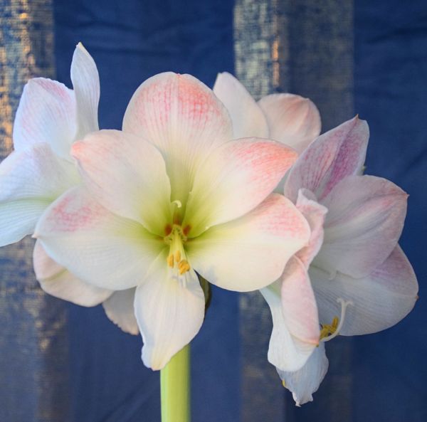 Amaryllis